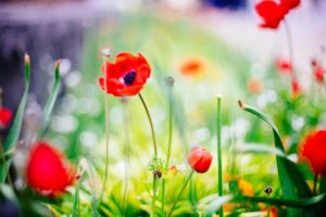 poppies in a field